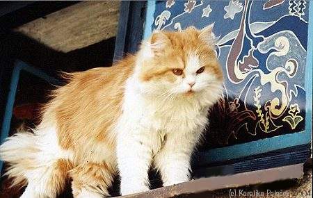 are persian cats lactose intolerant are persian cats lactose intolerant