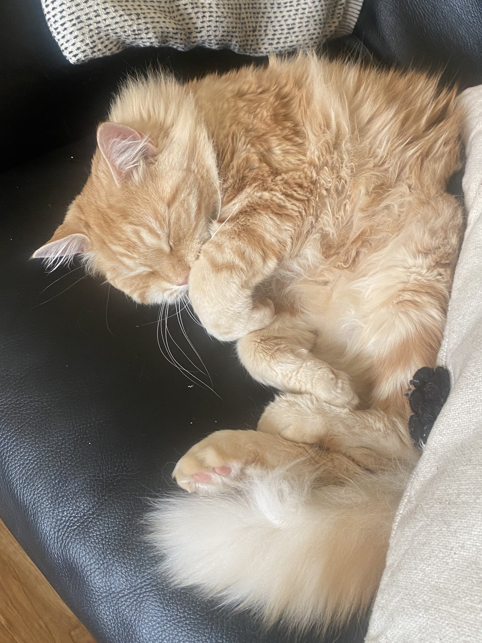 Do Persian Cats Get Lonely Do Persian Cats Get Lonely